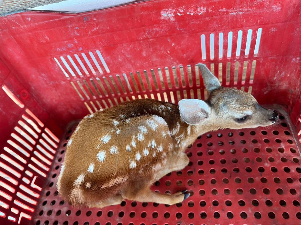 Filhote de cervo resgatado em Castelo do Piauí