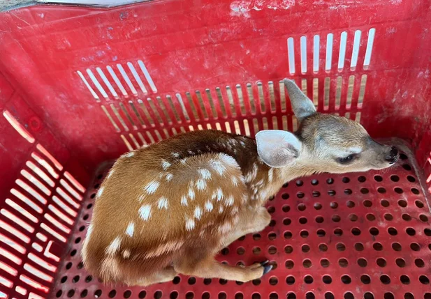 Filhote de cervo resgatado em Castelo do Piauí