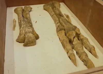 Fósseis de um Tarbosaurus bataar