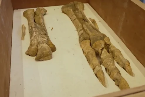 Fósseis de um Tarbosaurus bataar