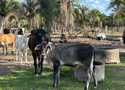 Gado na fazenda
