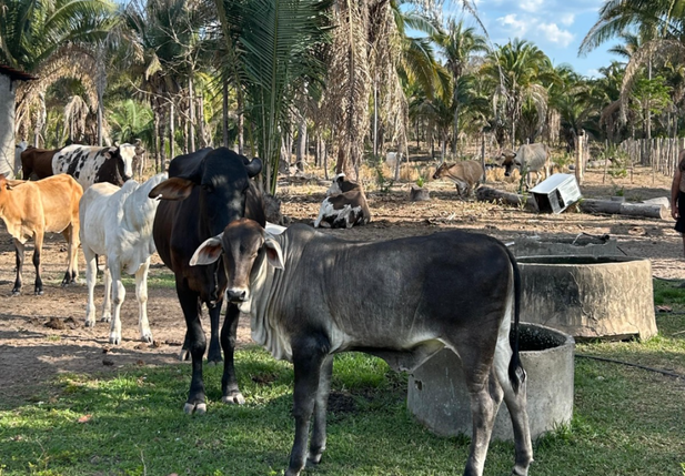 Gado na fazenda