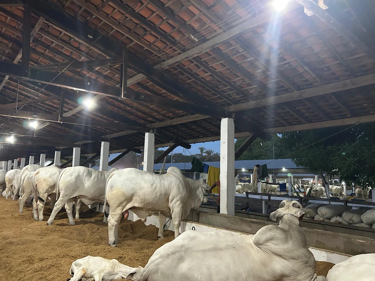 Leilão de bois movimenta a Expoapi