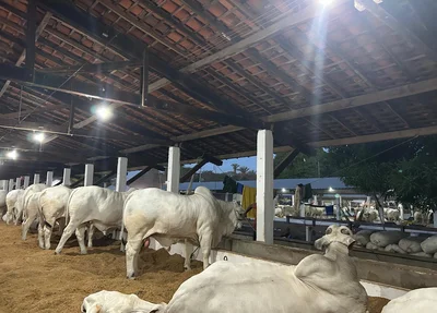 Leilão de bois movimenta a Expoapi