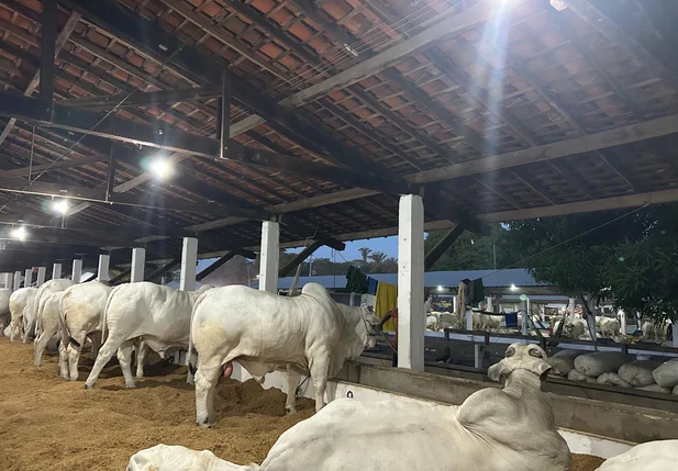 Leilão de bois movimenta a Expoapi