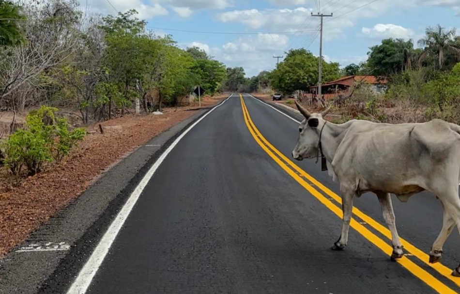 Operação Porteira Fechada prende duas pessoas e recolhe 15 animais em Alto Longá