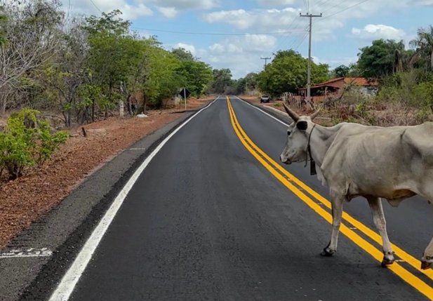 Operação Porteira Fechada prende duas pessoas e recolhe 15 animais em Alto Longá