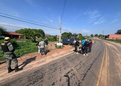 Polícia recolheu mais de 40 animais soltos em rodovias