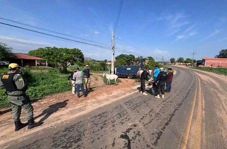 Polícia recolheu mais de 40 animais soltos em rodovias