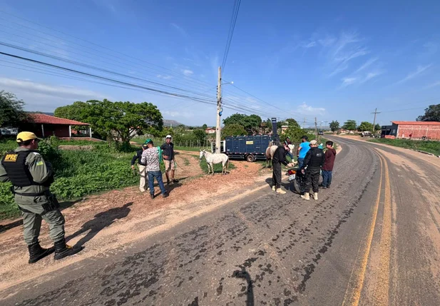 Polícia recolheu mais de 40 animais soltos em rodovias