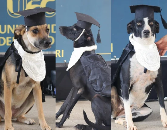 UFCA realiza formatura simbólica de cães que fazem parte da rotina universitária