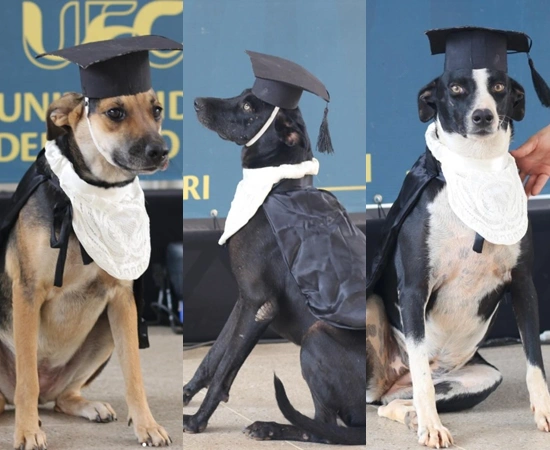 UFCA realiza formatura simbólica de cães que fazem parte da rotina universitária