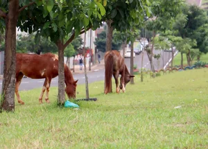 Animais recolhidos pela Prefeitura de Londrina