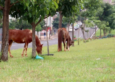 Animais recolhidos pela Prefeitura de Londrina
