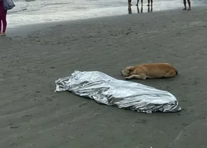 Cachorro ao lado de dono