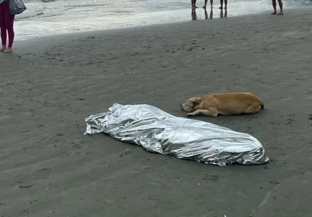 Cachorro ao lado de dono