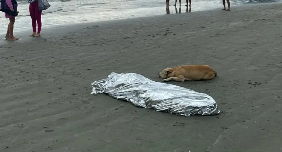 Cachorro ao lado de dono