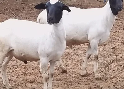 Ovelha Soinga