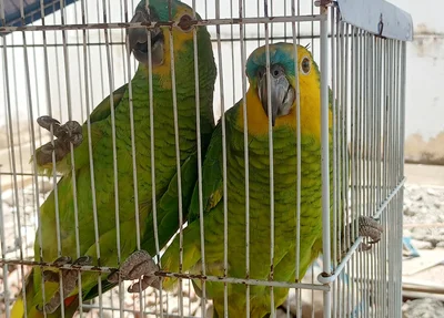 Papagaios estavam presos em gaiola