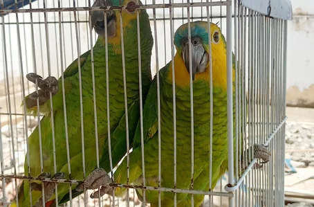 Papagaios estavam presos em gaiola