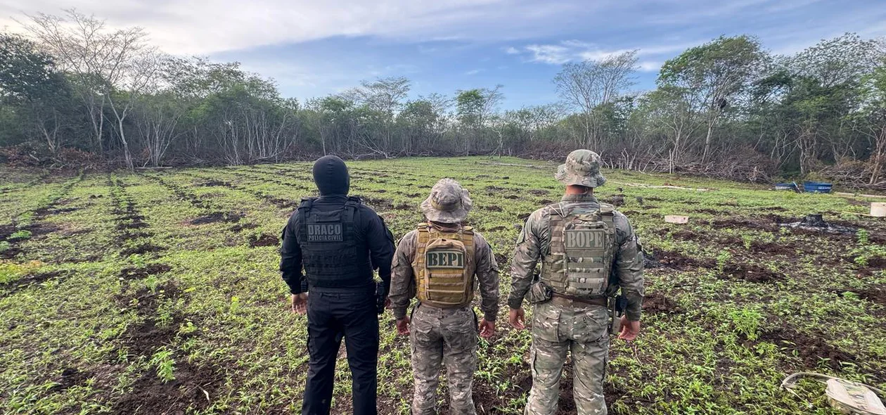 Plantação de maconha em 3 hectares de terras em São João da Serra