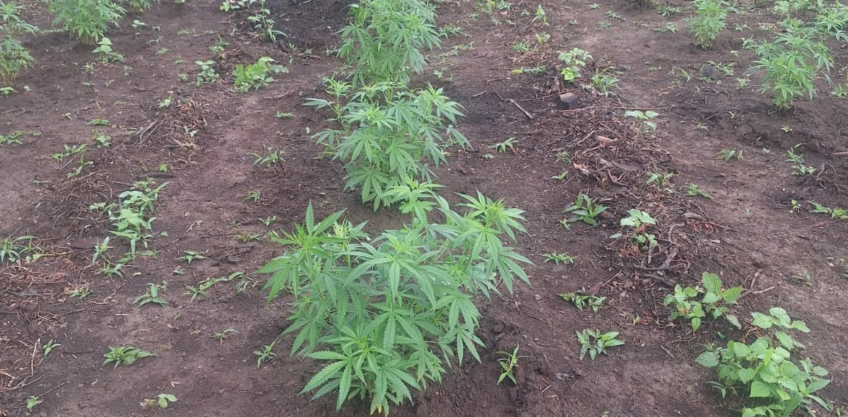 Plantação de maconha em São João da Serra
