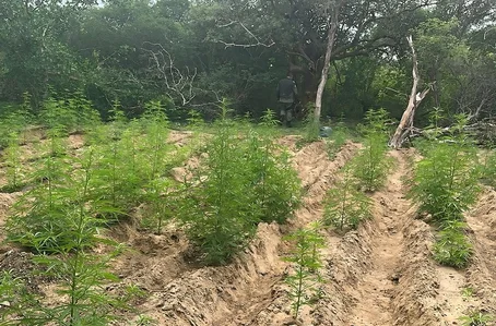 Plantação de maconha foi incinerada
