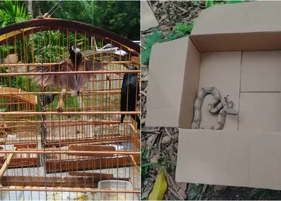 PM realiza operação e resgata 23 aves silvestres e uma jiboia no Piauí