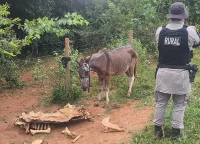Abatedouro clandestino em Anápolis