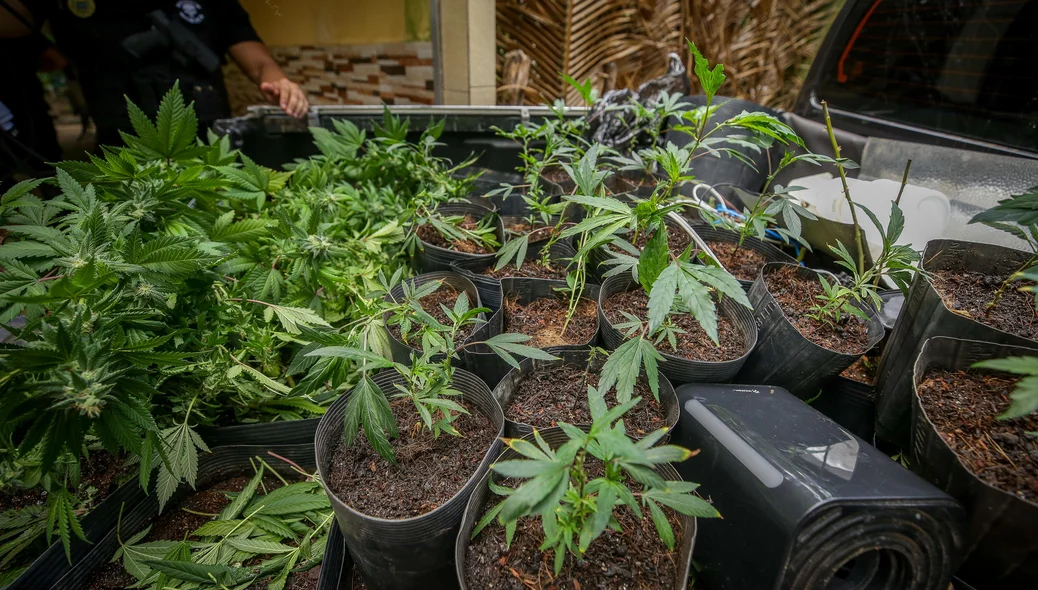 Advogado é preso com grande quantidade de maconha em Teresina