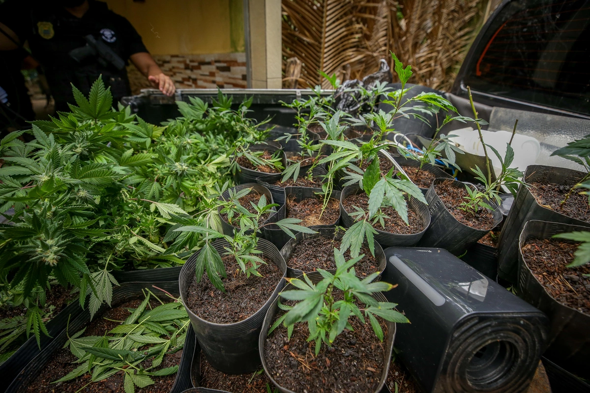 Advogado é preso com grande quantidade de maconha em Teresina