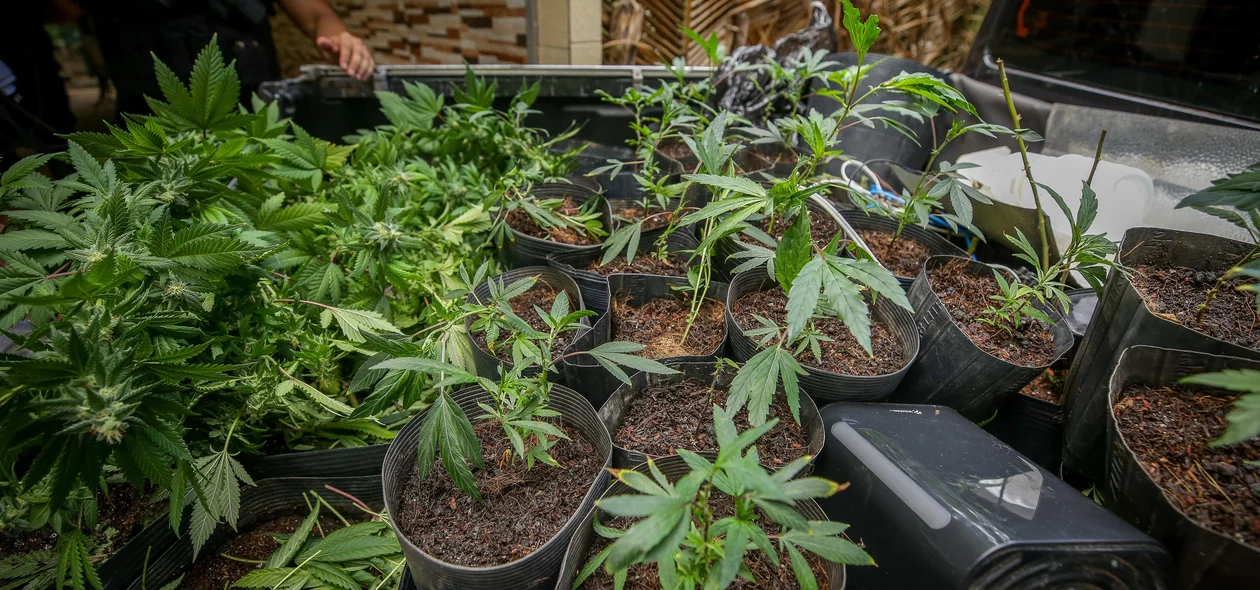Advogado é preso com grande quantidade de maconha em Teresina