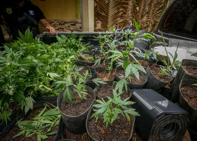 Advogado é preso com grande quantidade de maconha em Teresina