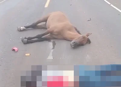 Animal também morreu no acidente na BR 226