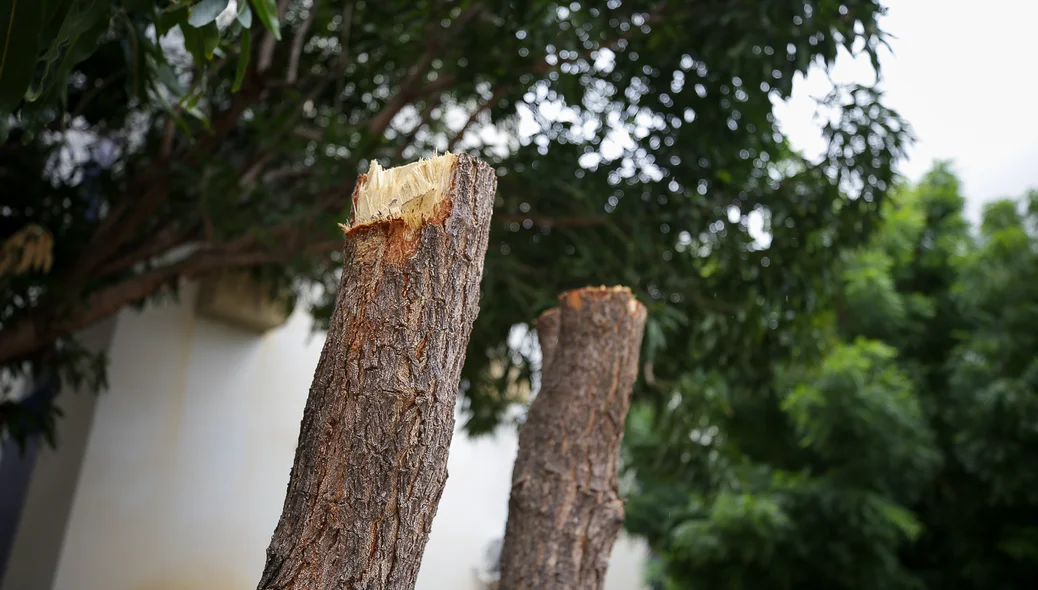 Árvores cortadas