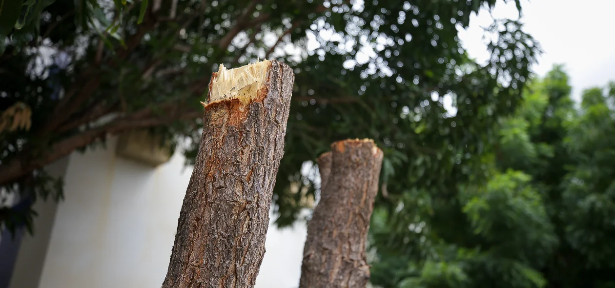 Árvores cortadas