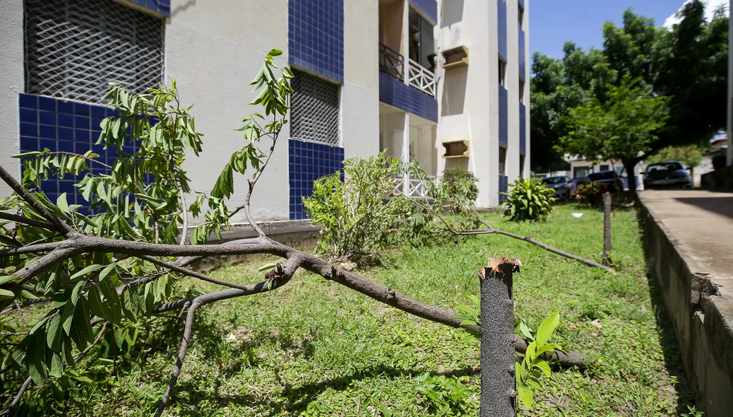 Árvores frutíferas foram cortadas