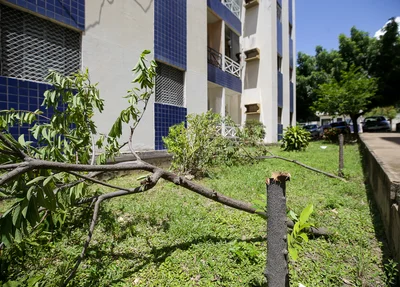 Árvores frutíferas foram cortadas