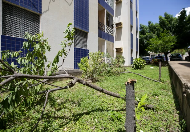 Árvores frutíferas foram cortadas