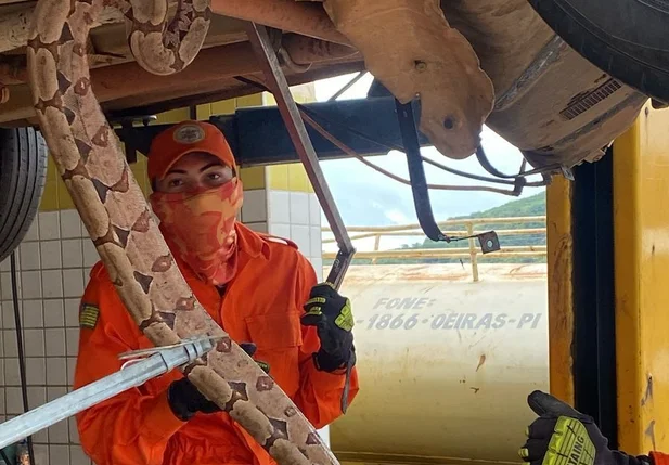 Bombeiros Militares capturam jibóia