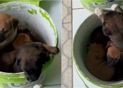 Cães abandonados na porta da Apipa