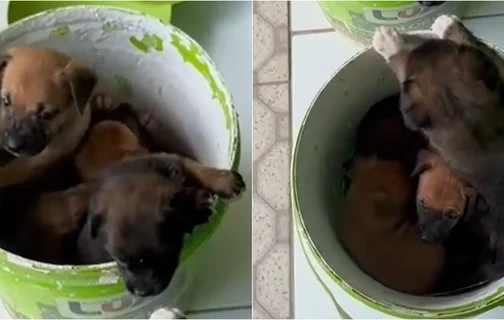 Cães abandonados na porta da Apipa