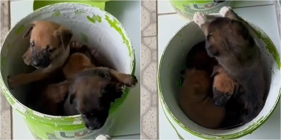 Cães abandonados na porta da Apipa