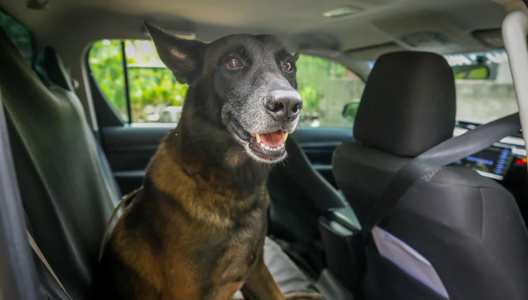 Cão policial foi utilizado durante operação