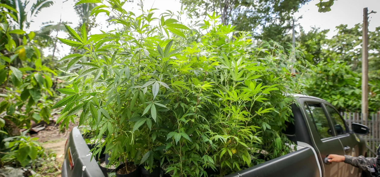Laboratório de drogas é desarticulado pelo DENARC na zona Sudeste de Teresina
