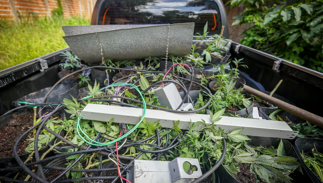 Lâmpadas de estufa artificial e drogas apreendidas