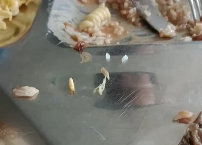 Larvas encontradas no Restaurante Universitário da UFMA