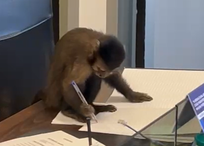 Macaco-prego flagrado em escritório