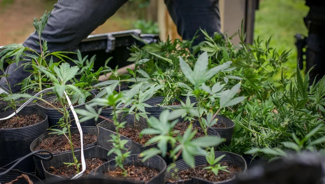 Maconha apreendida na zona Sudeste de Teresina