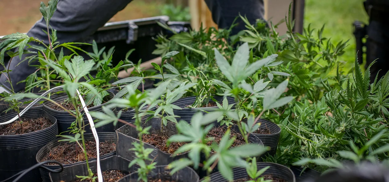 Maconha apreendida na zona Sudeste de Teresina